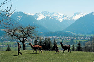 Gef&uuml;hrte Wanderungen & Touren mit Lamas im Allg&auml;u