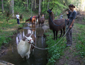 Gef&uuml;hrte Wanderungen & Touren mit Lamas im Allg&auml;u