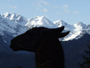 Gef&uuml;hrte Wanderungen & Touren mit Lamas im Allg&auml;u