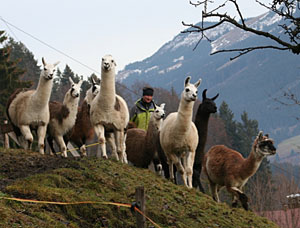 Gef&uuml;hrte Wanderungen & Touren mit Lamas im Allg&auml;u