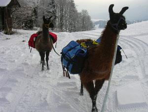 Gef&uuml;hrte Wanderungen & Touren mit Lamas im Allg&auml;u