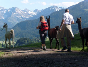 Gef&uuml;hrte Wanderungen & Touren mit Lamas im Allg&auml;u