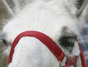 Gef&uuml;hrte Wanderungen & Touren mit Lamas im Allg&auml;u