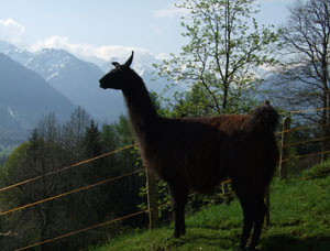 Gef&uuml;hrte Wanderungen & Touren mit Lamas im Allg&auml;u