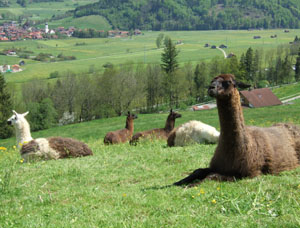 Gef&uuml;hrte Wanderungen & Touren mit Lamas im Allg&auml;u