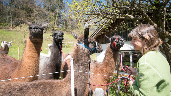 Geführte Wanderungen & Touren mit Lamas im Allgäu