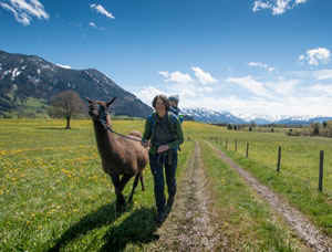 Kinder mit Lamas