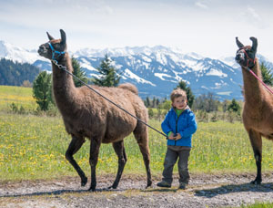 Kinder mit Lamas
