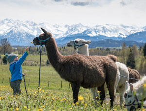 Kinder mit Lamas